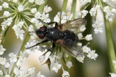 Phyto melanocephala