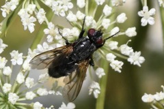 Phyto melanocephala