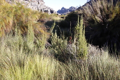 Cliffortia acanthophylla