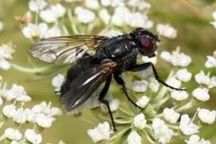 Phyto melanocephala