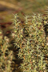 Cliffortia acanthophylla