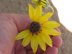 Helianthus niveus tephrodes