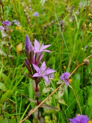 Gentianella lutescens