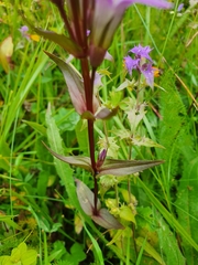 Gentianella lutescens
