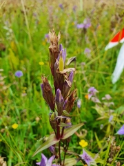 Gentianella lutescens