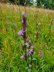Gentianella lutescens
