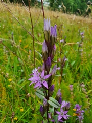Gentianella lutescens
