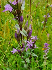 Gentianella lutescens