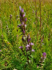 Gentianella lutescens