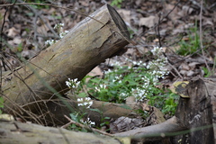 Cardamine bulbosa
