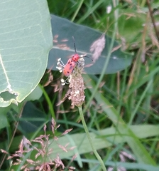Tetraopes tetrophthalmus