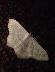 Scopula incanata
