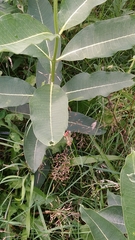Tetraopes tetrophthalmus