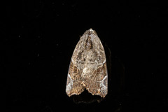 Gonodes liquida