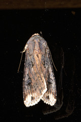 Agrotis repleta