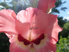 Gladiolus × hortulanus