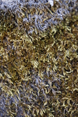 Breutelia substricta