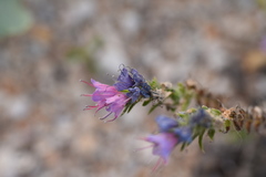 Echium vulgare