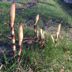 Equisetum telmateia braunii