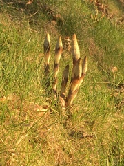 Equisetum telmateia braunii
