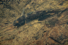 Gobiomorphus huttoni