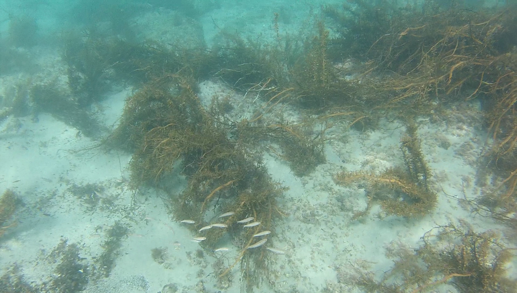 Francis' goatfish (Upeneus francisi) — Mullidae