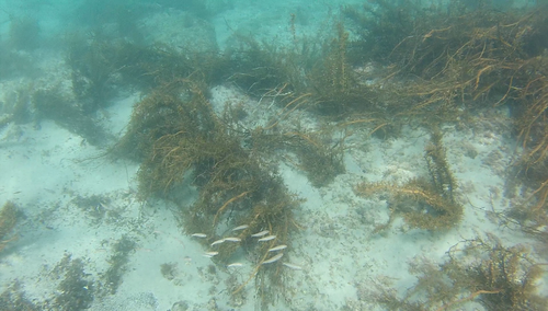 Francis' goatfish (Upeneus francisi) — Mullidae
