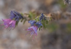 Echium vulgare