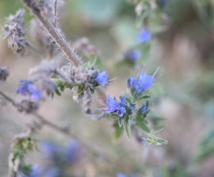 Echium vulgare