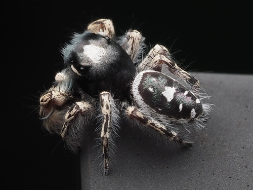 Putnam's Jumping Spider