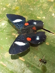 Cyrenia martia