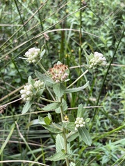 Pluchea foetida foetida