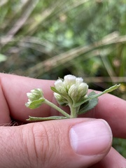 Pluchea foetida foetida