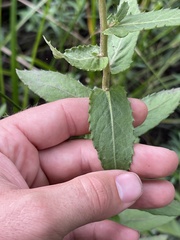 Pluchea foetida foetida