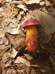 Exsudoporus