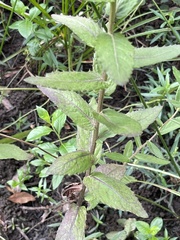 Pluchea foetida foetida