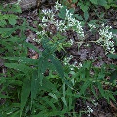 Eupatorium sessilifolium