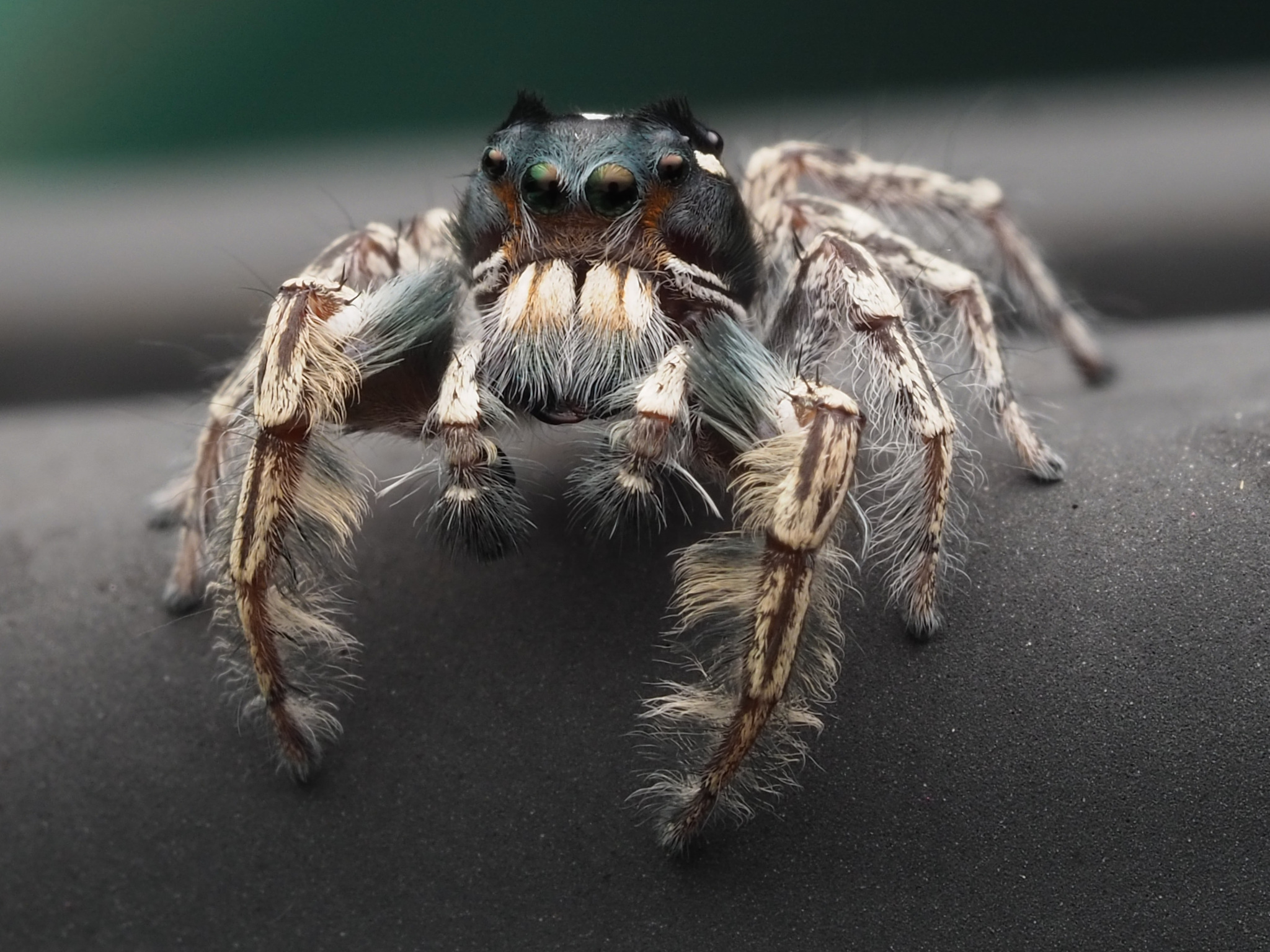 The Putnam's jumping spider, Lifestyles