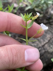 Gratiola brevifolia