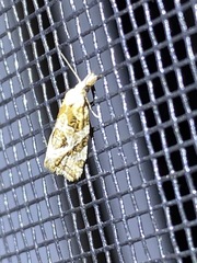 Aethes argentilimitana