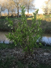 Oemleria cerasiformis