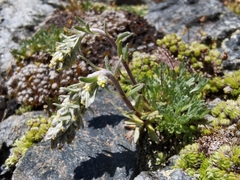 Artemisia genipi