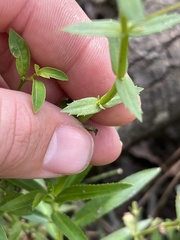 Gratiola brevifolia