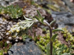 Artemisia genipi