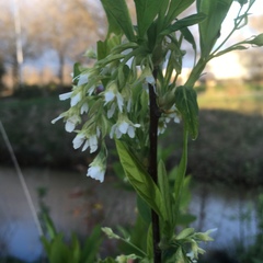 Oemleria cerasiformis