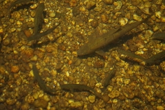 Squalius cephalus
