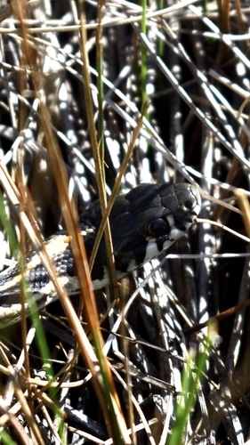 Black-necked Gartersnake