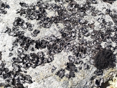 Umbilicaria hyperborea