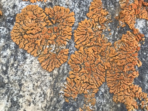Caloplaca brattiae image