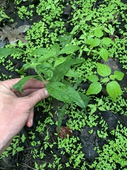 Lysimachia terrestris